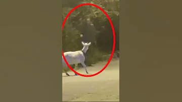 Коза Столкнулась со Страшным Призраком