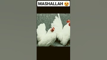 Japanese Bantam rooster. chickens backyard fancy...