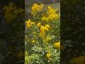 Air Layering Yellow Bells (Esperanza) in Arizona Desert - Easy Propagation! 🌼