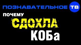 Почему сдохла КОБа? (Познавательное ТВ, Артём Войтенков) Почему сдохла КОБа? (Познавательное ТВ, Артём Войтенков)
