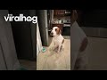 Dog Asks for Treat With Talking Button || ViralHog