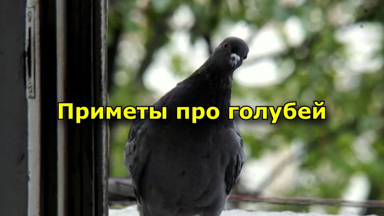 птица стучится. птичка на окошке. птица стучится. птица стучится. птица стучится.