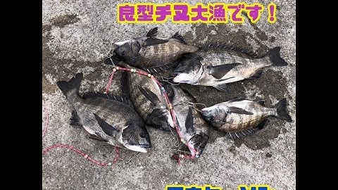 エビ撒き釣りで良型チヌ大漁！ fishing max武庫川店