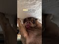 A funny and cute chihuahua #dogs #youtube #happy