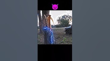 Leopard vs Python🤯😵‍💫 #trending #shorts #animals #leopard #python #viralvideo #snake #new