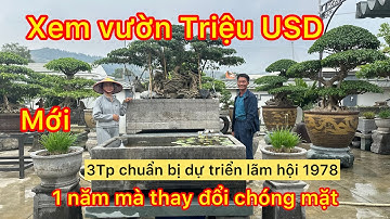 Thăm vườn cây cổ, cây đương đại và hàng trăm bể đá cổ giá trị cả triệu đô của đại gia thanh hoá