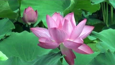 Lễ Cầu An Thượng Ngươn Rằm Tháng Giêng- Tân Quang Tổ Đường