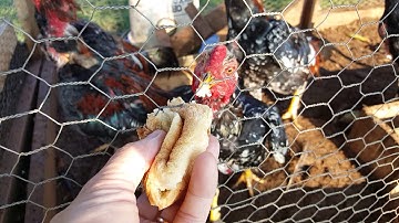 Qaib Thaib Brothers 2 Close Up Feeding