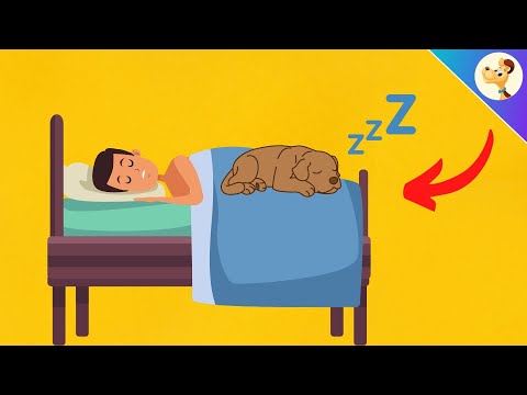 Video: Kodėl ne mano šuo Miego miegoje su manimi?