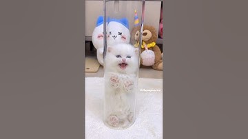 The white Kitten leap towards you😻💕#cute #kitten #cat #meow