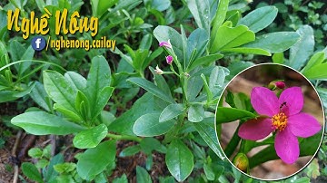 Cây rau sâm đất với công dụng cho sức khỏe