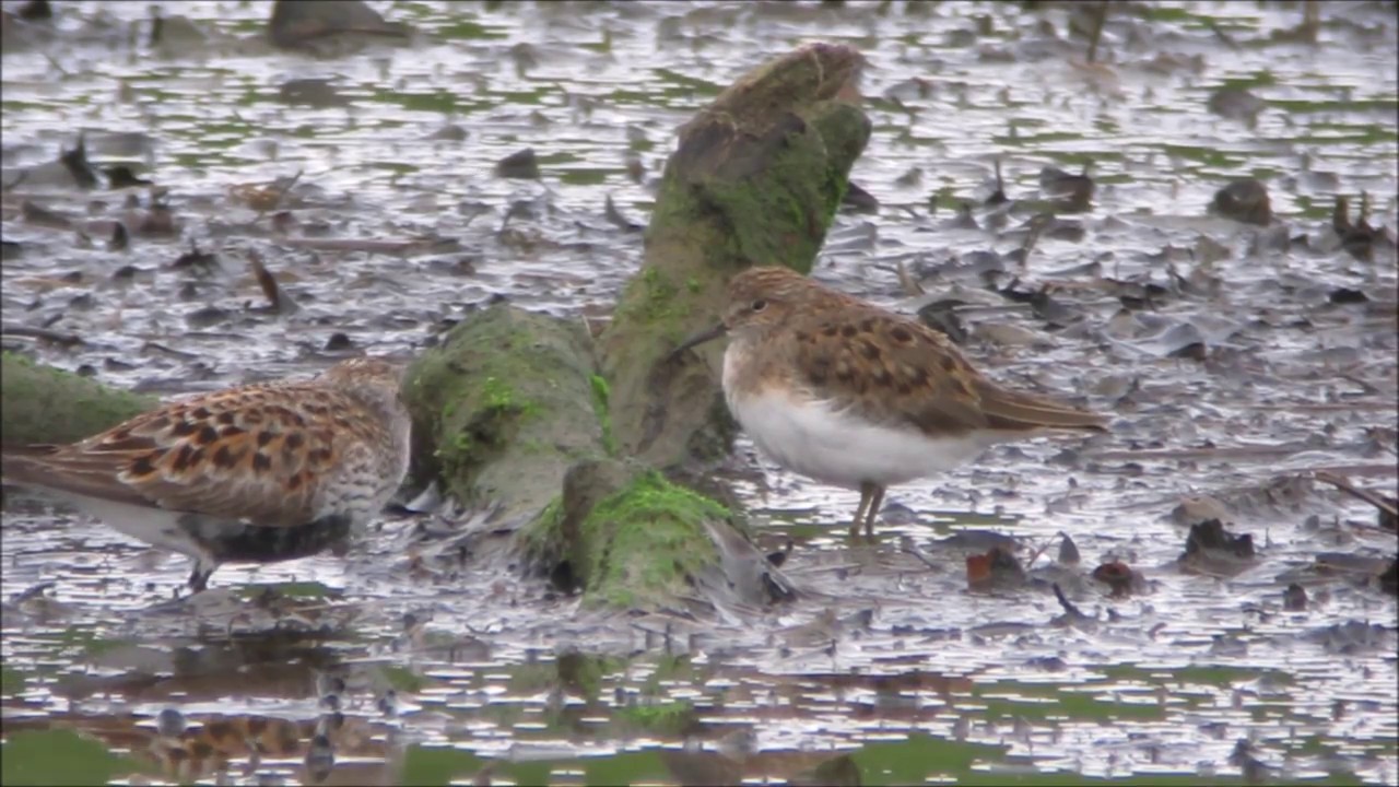 camera iphone 8 plus apk Temminck's Stint, Northumberland, 20.5.17