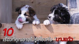 10 ความจริงเกี่ยวกับสุนัขพันธุ์บางแก้ว ที่คุณอาจไม่เคยรู้ !!