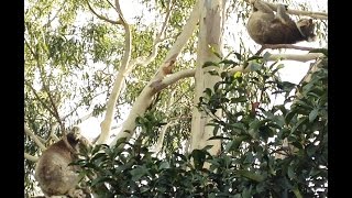 Another Koala 'Meltdown'