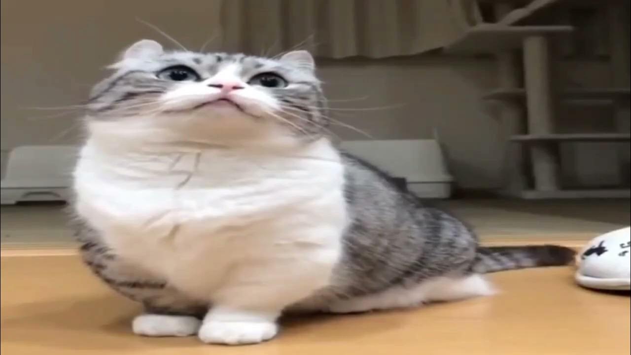 комару без звука но с музыкой, делайте с ним что хотите - YouTube