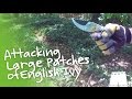 How to Remove English Ivy [Large Patch] | GreenShortz DIY