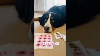 バーニーズの可愛さそのまま💖オリジナルシール＆チャーム公開🐾