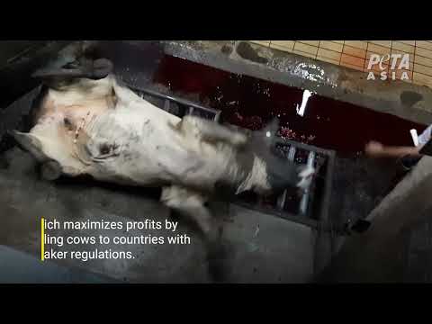 PETA Investigation Shows Australian Cattle Are Still Butchered Alive