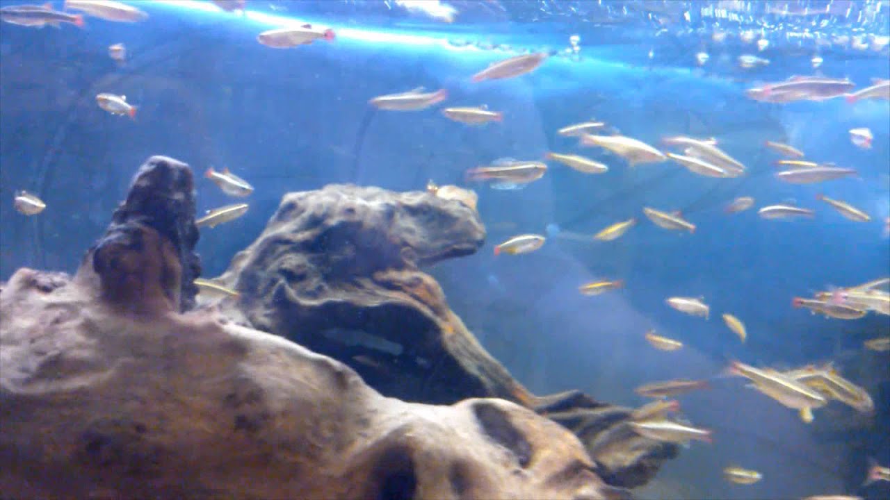 cloud nine White Cloud Mountain Minnows