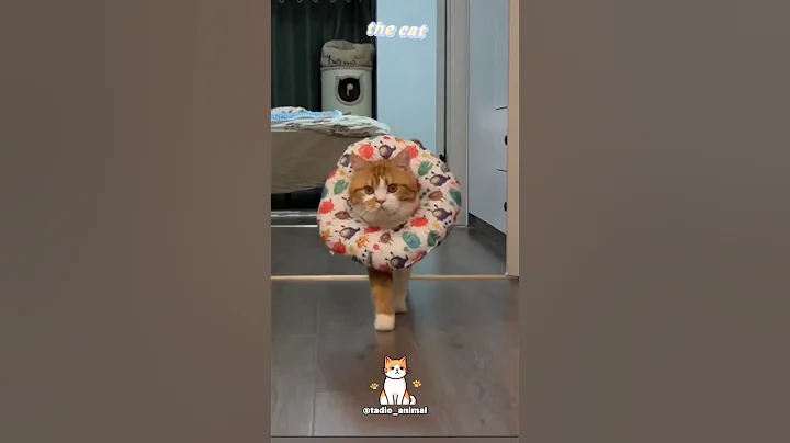 Video 11787561: cat cutecat, cuteness cutecat, funny cat