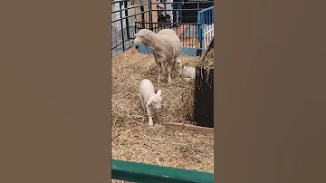Lamb Are Close By At The Cne Toronto Canada Aug 27 2025 