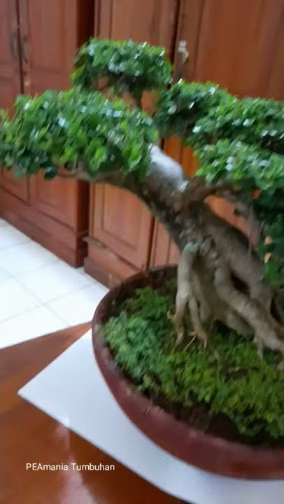 keindahan bonsai sancang yang menawan #peamaniatumbuhan