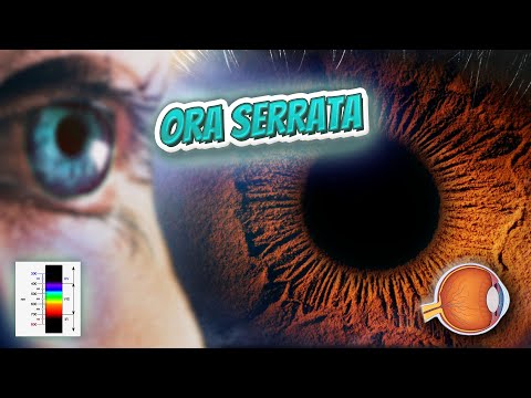 Vídeo: Onde está ora serrata retinae?