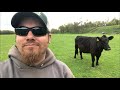 Talking Cattle!  What You Need to Know About Cull Cows