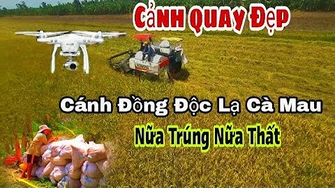 Xem Cắt Lúa ở Cánh Đồng Độc Lạ Bậc Nhất Cà Mau Và Cảnh Quay Từ Trên Cao|Trần Thêm TV