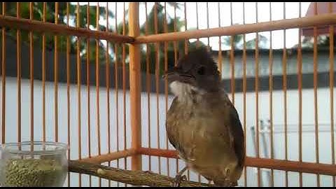 Kapas Tembak sang guru vokal