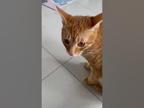 [問題] 請問貓咪乾咳是怎麼了