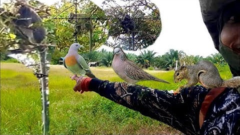 Berburu Punai dan Tekukur Dikebun|| Bonus Tupai dan Monyet