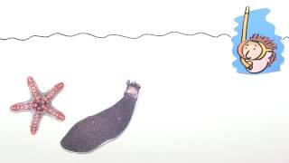 Seestern, Seeigel Und Seegurke Biologie Biologie Der Tiere Mittelstufe