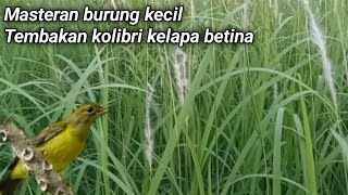 MASTERAN BURUNG KECIL Tembakan Crecetan Kolibri Kelapa Betina | Master Burung Kicau