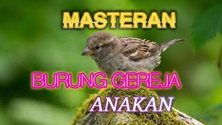 Burung Gereja Anakan Gacor@azzulfachannel5520