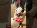 گلابی #viral #youtubeshorts #trending #unfrezzmyaccount
