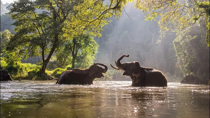 Herd of elephants wandering through China is 'unprecedented' - DayDayNews