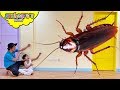 GIANT COCKROACH Attack!! "Skyheart Toys" big insects for kids ipis ant таракан