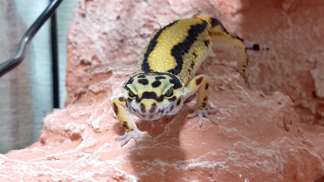 I Installed a DIY Backboard in My Leopard Gecko's Cage (Take 2