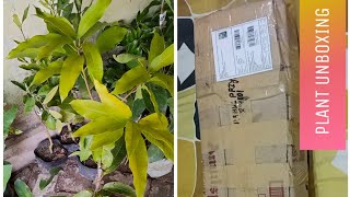 online fruit plant nursery|Das nursery|All variety of thai-foreign plants,all over India delivery