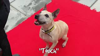 Staffy Cross Sophie Shows Off Her Tricks Dogs Trust Snetterton