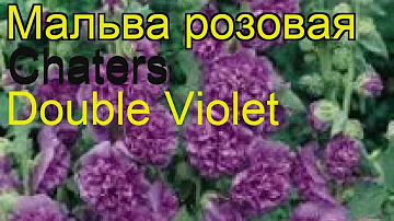 Мальва розовая Чатерс Дабл Виолет. Краткий обзор, описание характеристик, где купить рассада