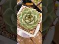 #아도니스 #다육 #식집사 #윤자매 #succulent #plants #반려식물 #원예치료 #music #숲의아이 #오마이걸 #유아 #shorts
