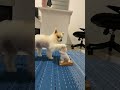 Pupp Love #shorts #pets #love #usa #trending #viral #youtubeshorts #viralvideo #shortvideo #dog #pup