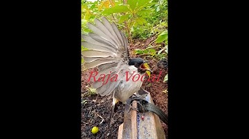 Pikat kutilang raja variasi lagu asli garut
