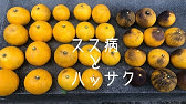 ミカン柑橘の真っ黒スス病を無農薬で治す Youtube ミカン柑橘の真っ黒スス病を無農薬で治す Youtube