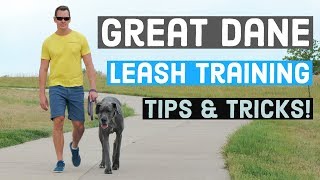 Great Dane Leash Training | Great Dane Care