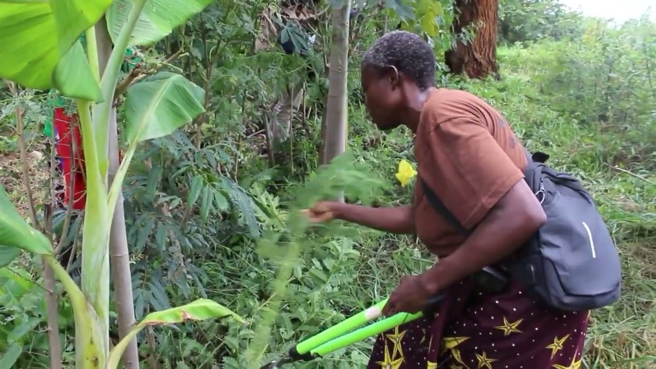 Managing Tree Layers in a Syntropic Garden | Greenfox Organics | Ubuntu Learning Centre