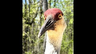 May 19th:  Bird Brain - Co-minister, Lynn Kerr