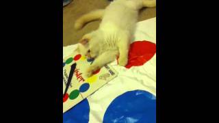 Winston the cat plays twister